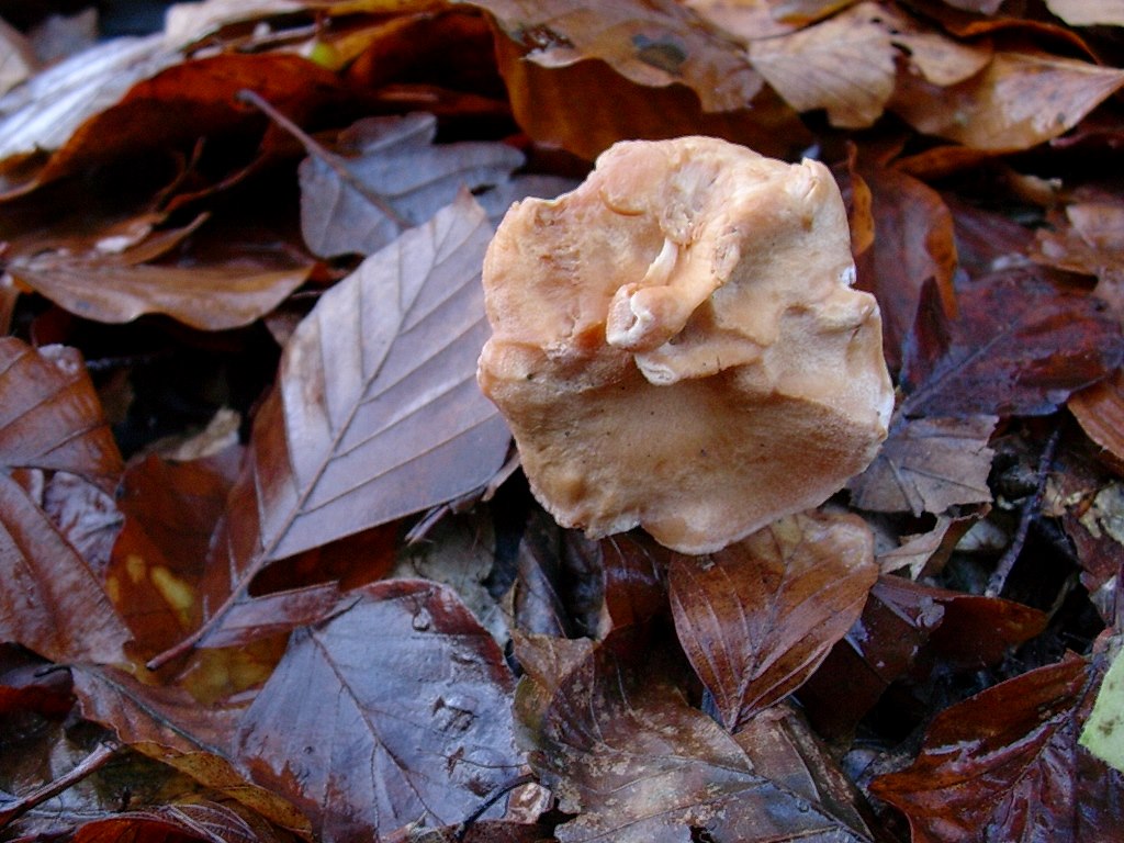 1198 Dicembre vecchio ritrovamento